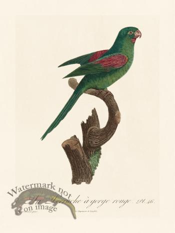 Barraband Parrot 046